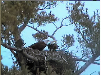 picture of Maine eagles at their nest