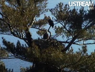 eagles on Maine nest